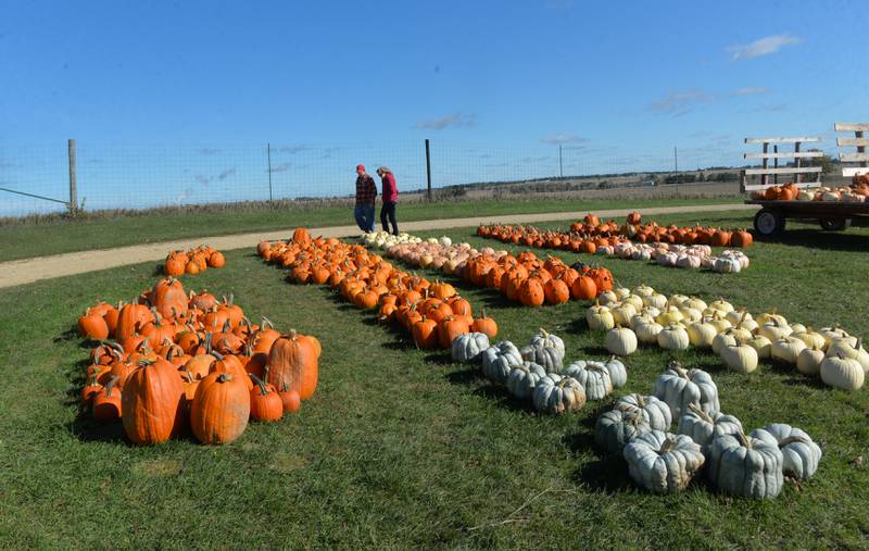 Two people walk past the pumpkins at BerryView Orchard during the Ogle County Farm Stroll on Sunday, Oct. 15, 2023. The orchard was one of six stops on the stroll.