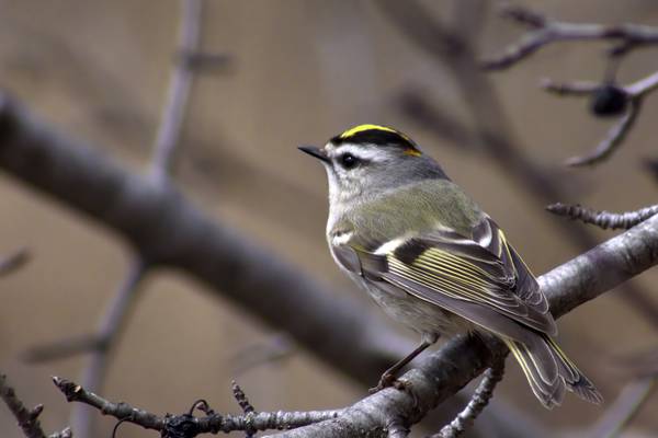 Birdwatching Hike at Dixon Refuge This Saturday