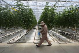 Here’s how a major Mexican tomato exporter is affected by Trump’s 17% tariff