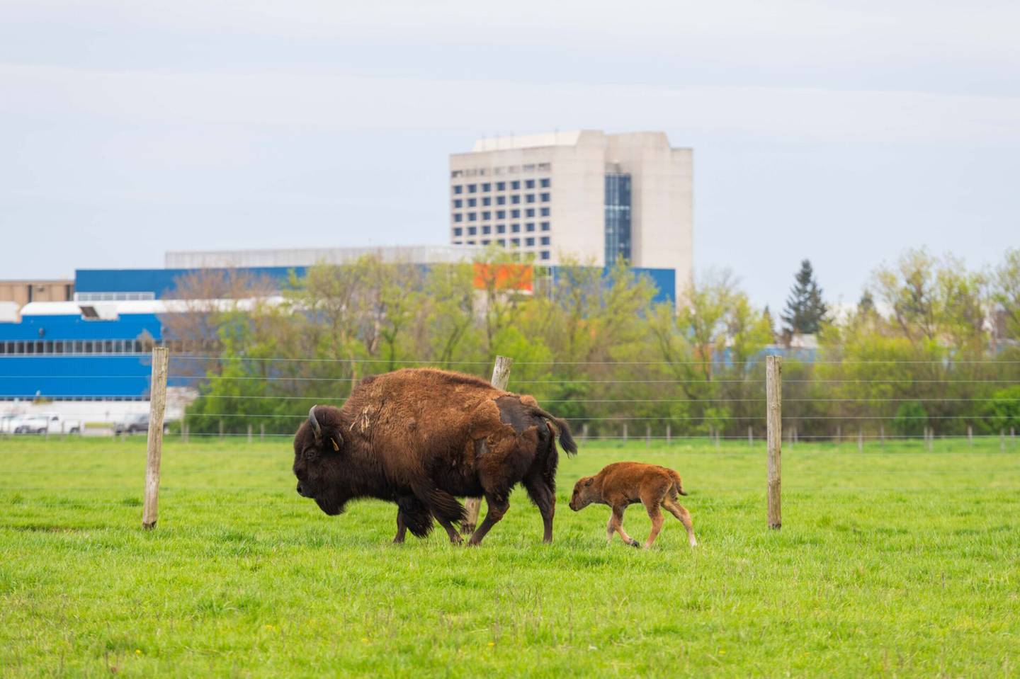 Two bison calves were born into the herd at Fermilab in Batavia on April 26, 2024, marking the start of calving season.