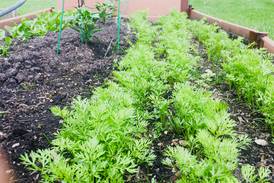 Master gardeners to host gardening in raised beds, containers program in Spring Valley