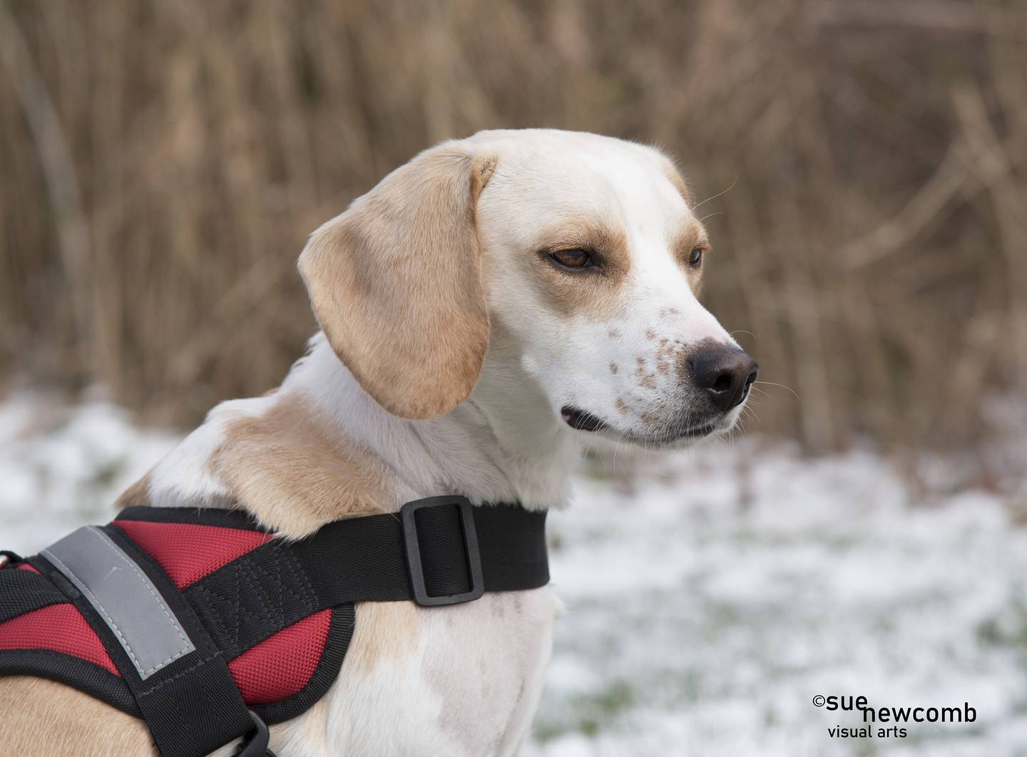 Kevin is a small beagle. He is friendly to everyone, including children and other dogs. Kevin was found as a stray and came to the shelter with an injury that has healed nicely. Contact the Will County Humane Society at willcountyhumane.com and follow the instructions for the adoption process.
