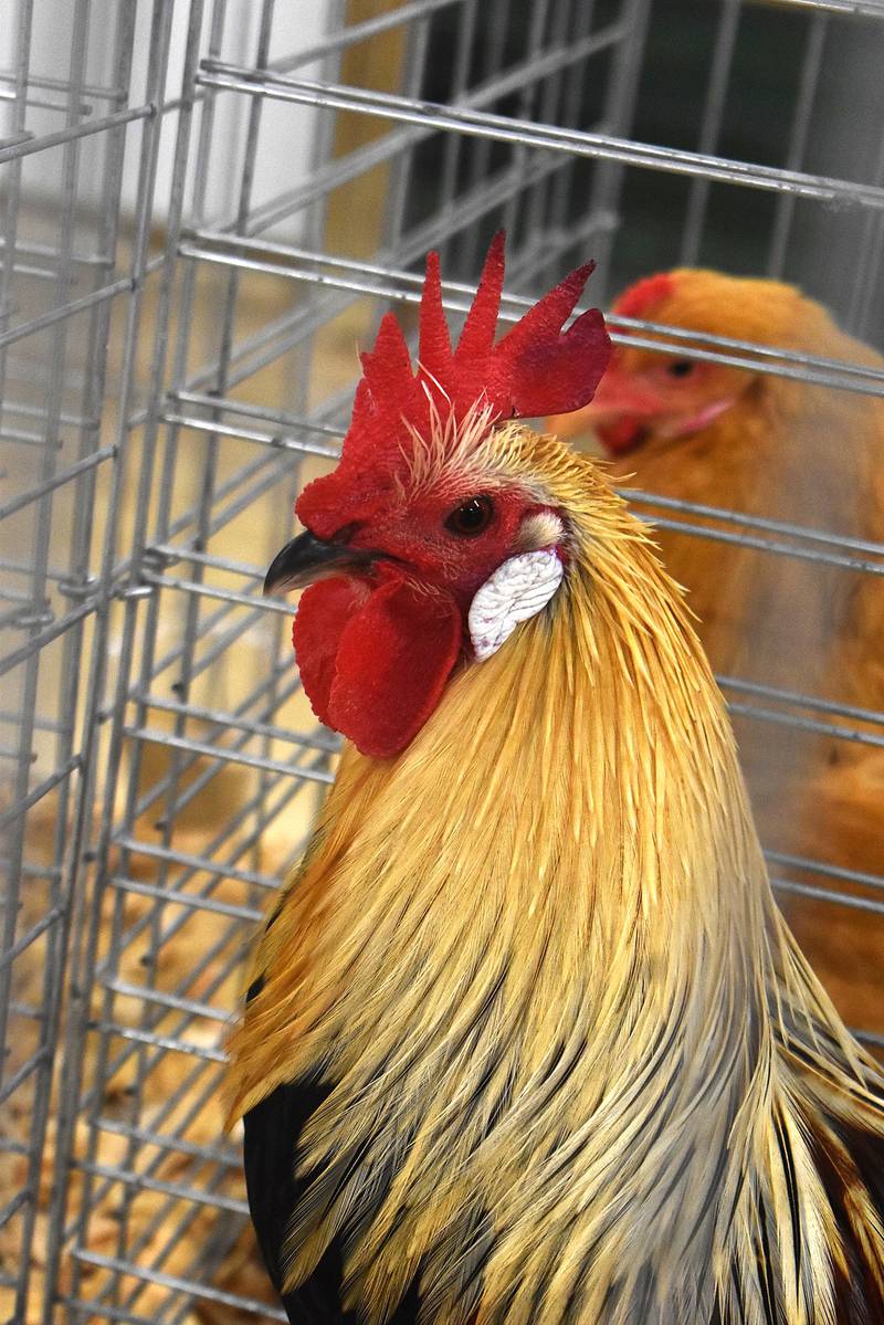 This rooster was strutting his stuff at the Whiteside County Fair on Thursday, Aug. 15. 2024.