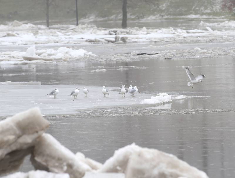 Seagulls rest on an ice chunk at Allen Park on Friday, Jan. 26, 2024, in Ottawa.
