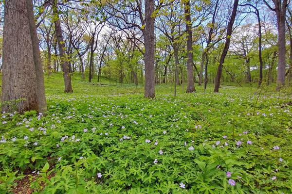 Campton Township acquires another 113 acres of open space through Conservation Foundation