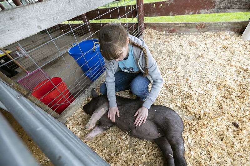 Amboy FFA student Jacie Blain gives Dumpling some belly rubs Friday, April 24, 2026, at the Lee County Fairgrounds. All Lee County fifth graders were invited to attend the 20th annual Expo to learn about many things agriculture.