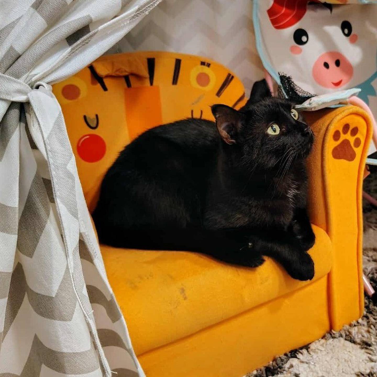Spooky loves movie nights, snuggles, food and naps. He’s incredibly gentle with kids and the perfect mix of chill and charming. To meet Spooky, visit thekittysquad.com/adoptables.
