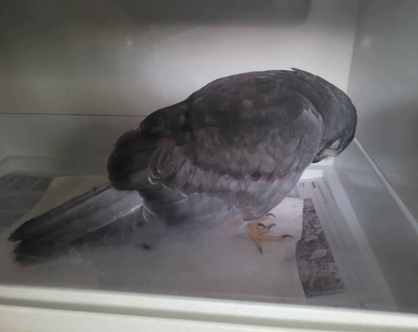 The McHenry County Conservation District took in a Northern harrier after the bird was found disoriented and underweight in February 2026.