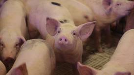 Sterling-Rock Falls Historical Society to host March 8 program about pigs in history and popular culture