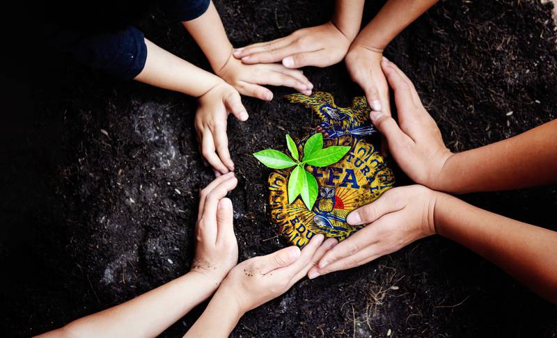 Human hands are planting seedlings into the soil.
