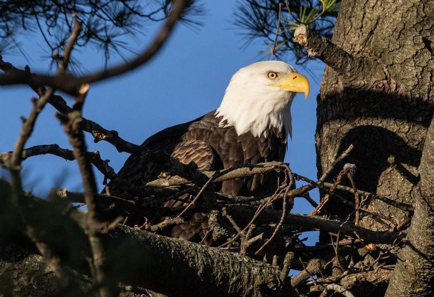 The female eagle on the Mooseheart grounds has been there for at least a dozen years.