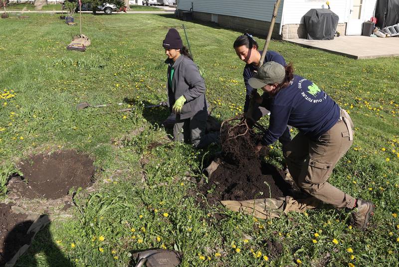 Lisa Nalliah, (left) Mia Howerton and Katrina Lewin, (right) from Morton Arboretum, demonstrate how to plant a tree for volunteers Tuesday, April 21, 2026, during the event at Elder Care Services in DeKalb. Several trees were planted at the location to kick off the DeKalb Township’s 250 Trees for Tomorrow initiative.