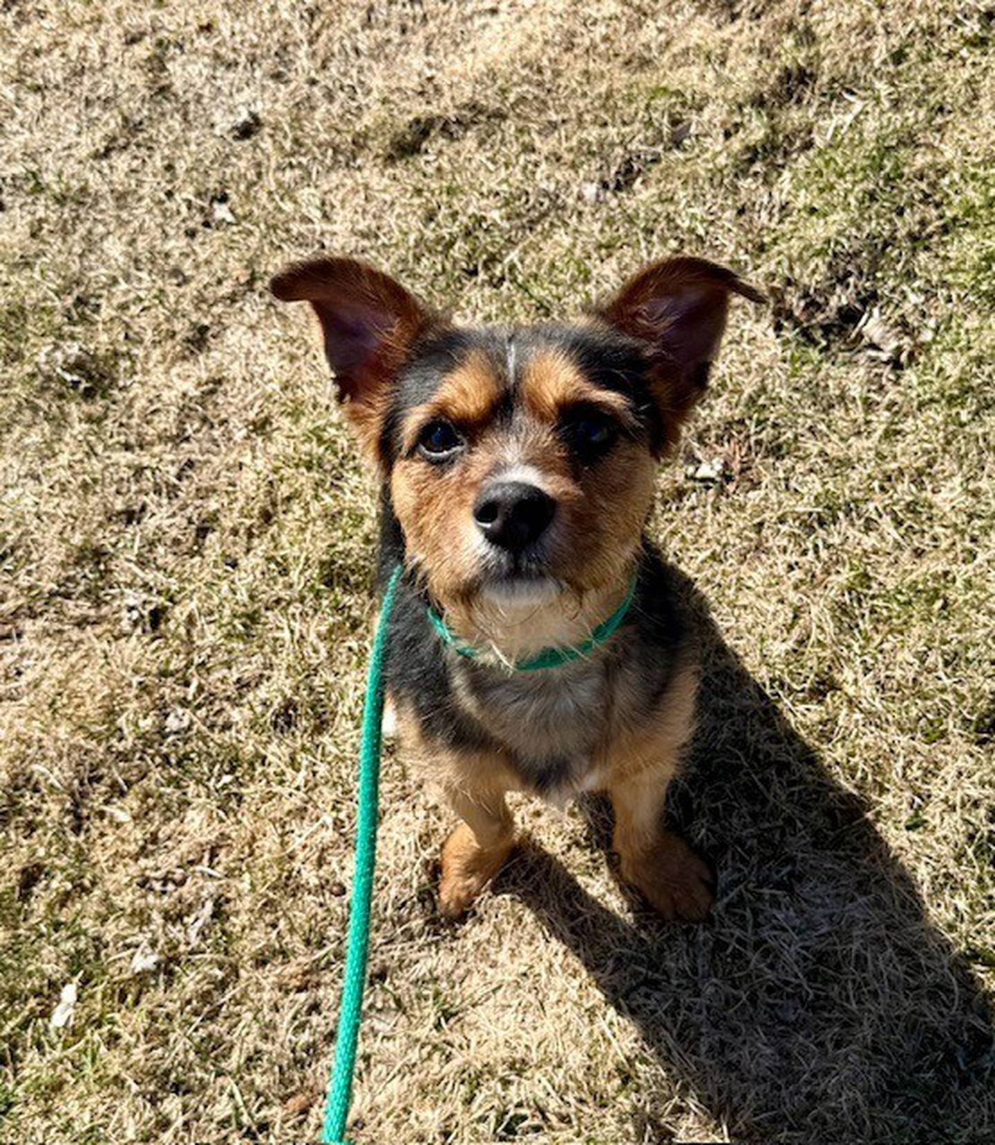 Stevie is a sweet and charming 10-month-old, 20-pound wire-haired terrier mix puppy. He was found as a stray with an open wound on his throat and suffering from parvovirus. He received good veterinary care and is now healed, parvo-negative and  ready for a forever home. He loves people and walks but needs an experienced dog owner to help him adjust to his new life. Contact the Will County Humane Society at willcountyhumane.com and follow the instructions for the adoption process.
