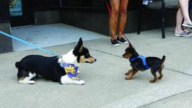 La Grange to hold virtual Pet Parade