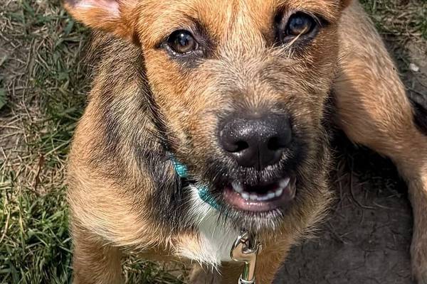 Scruffy puppy ready to win over hearts of forever family