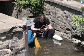 Kankakee River mussels captured, moved