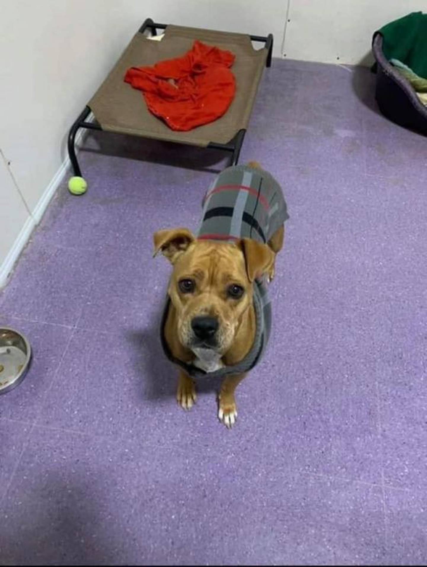 Bianca is a 5-year-old boxer mix. She arrived at Hopeful Tails very pregnant, malnourished and wound up with an emergency Cesarean section. Bianca had six puppies and all six died due to her having a severe infection. The loss of her babies put her into a deep depression. Bianca :adopted” a stuffed toy and treated it as if it were her puppy. She is doing better. 
She is playful and loves snuggling next to people on the couch. She needs to be the only dog in the home and a fenced yard is preferred. To meet Bianca, contact Hopeful Tails Animal Rescue at hopefultailsadoptions@outlook.com. Visit hopefultailsanimalrescue.org.