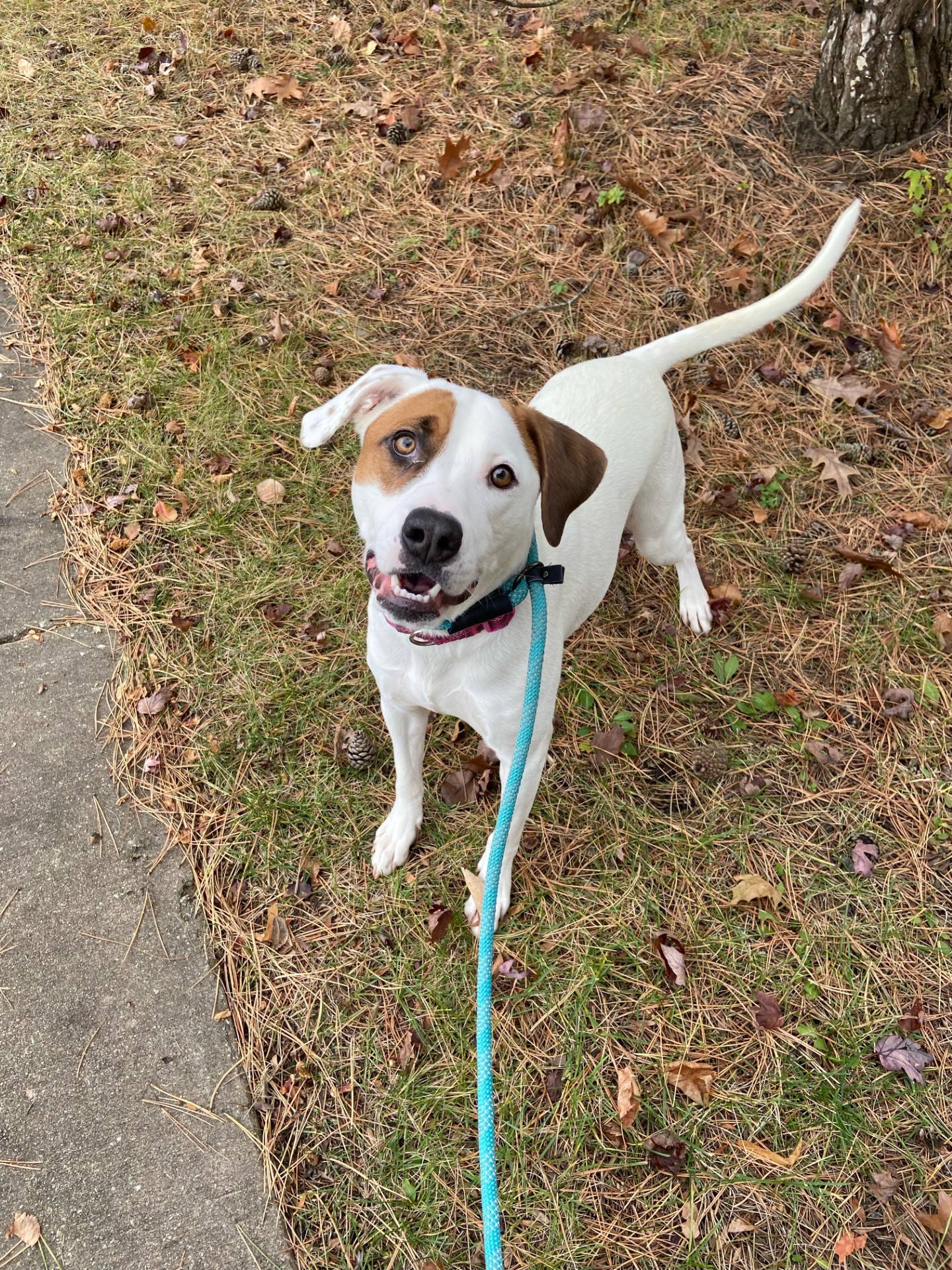 Cranberry is a 1-year-old, 50-pound, terrier mix that was rescued in Tennessee. She is playful and affectionate. She needs an active household where she can run and play. But she also likes cuddling on the couch. To meet Cranberry, email Dogadoption@nawsus.org. Visit nawsus.org.