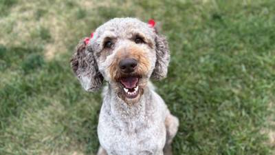 Pet of the Weekend: Feb. 5, 2025