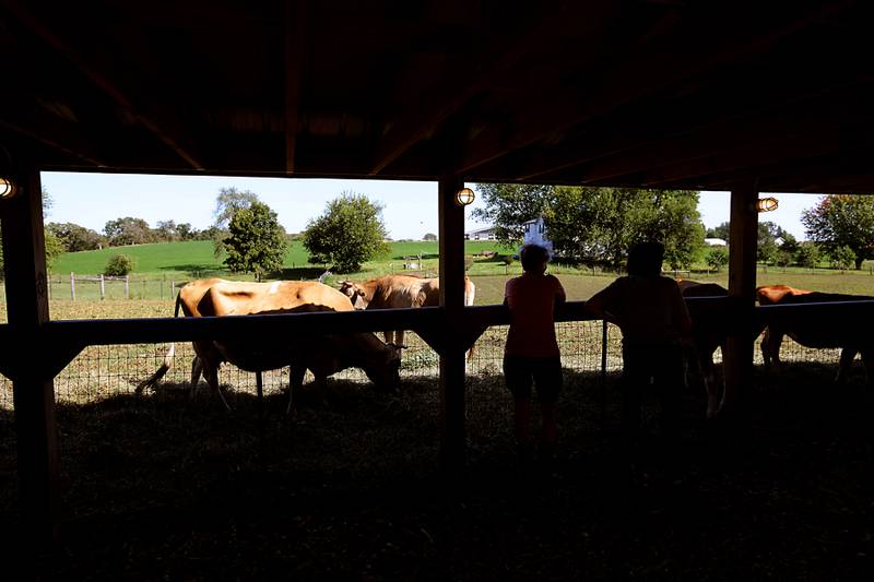People looks at the cattle during a stop on the McHenry County Farm Stroll on Sunday, Sept. 28, 2025  at Hephzibah Farms in Hebron. The farm stroll, a self-guided tour of McHenry County’s family farms, featured farm tours, demonstrations and products for sale at eleven farms.