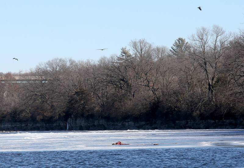 A convocation of Bald eagles fly over a dead carcass during along the Fox River on Monday, Jan. 27, 2025 in Ottawa.