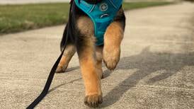 It’s all puppy love for these rescue animals