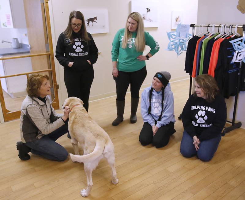 Local filmmaker Gail Gilbert introduces Scout to the staff of Helping Paws Animal Shelter during a visit on Wednesday, Jan. 15, 2025, as she talks about her film "Puppy Love" that will be showing in Classic Cinema theaters in Fox Lake, Woodstock and Carpentersville. Scout is one of the dogs in her film.