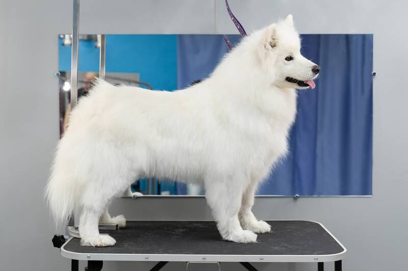 Cedar Lane Kennels - Five Advantages of Professional Dog Grooming Services