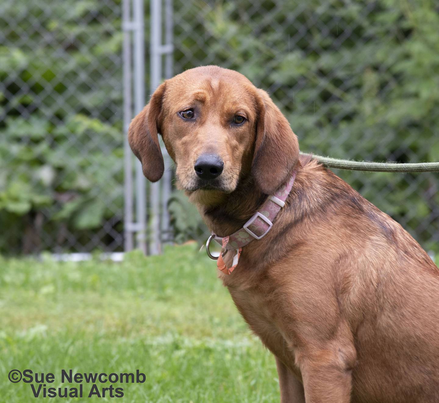 Rory is a sweet young redbone coonhound mix. She is still growing and will be a large dog. She needs a forever home where she can get appropriate training. Contact the Will County Humane Society at willcountyhumane.com and follow the instructions for the adoption process.