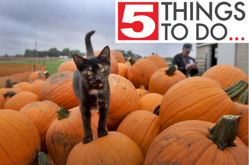 A farm cat on top a of a wagon of pumpkins during the McHenry County Farm Stroll Sunday afternoon, Sept. 30, 2018, at Patyk's Farm Market and Greenhouse near Richmond.
