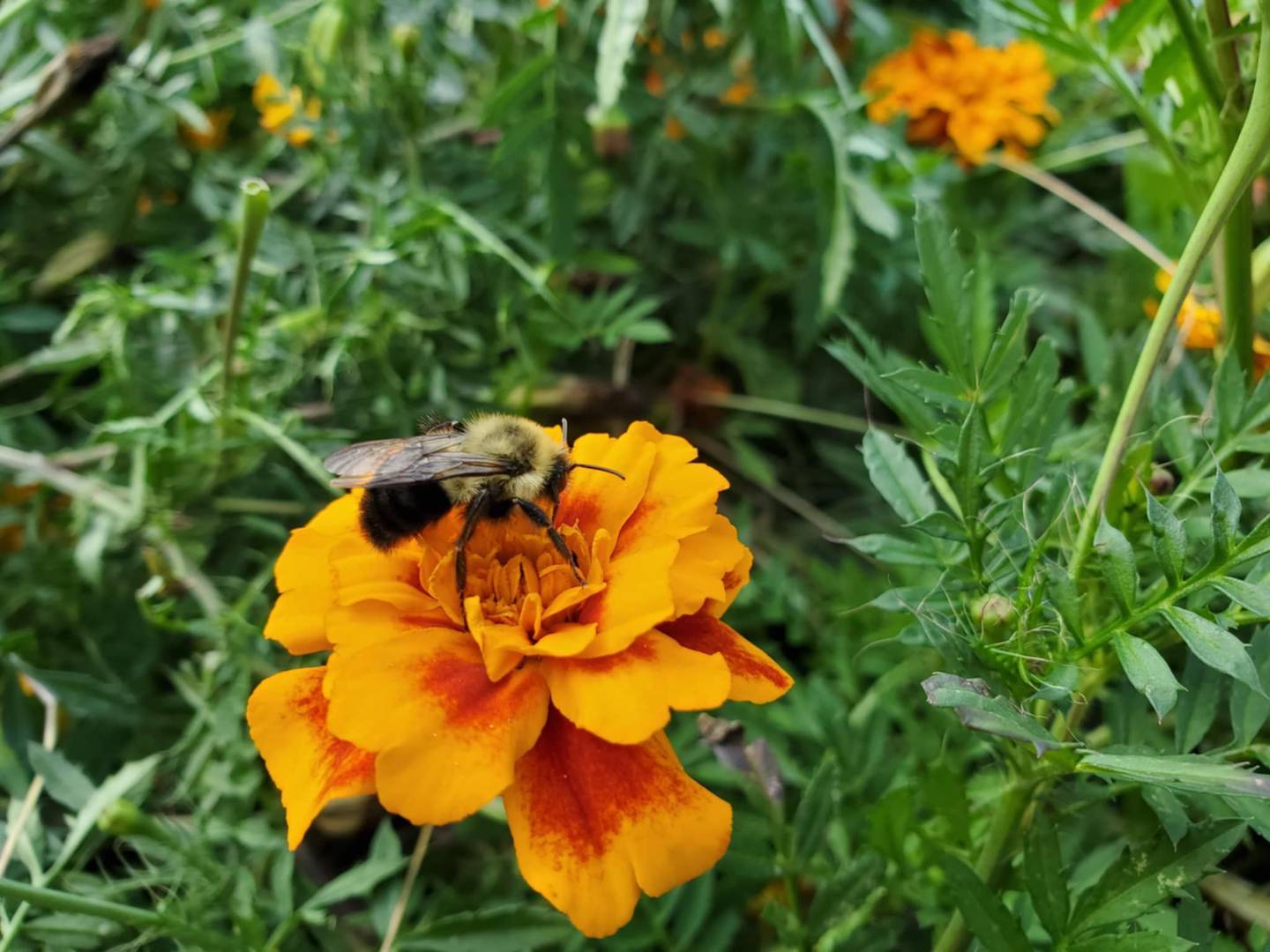bee