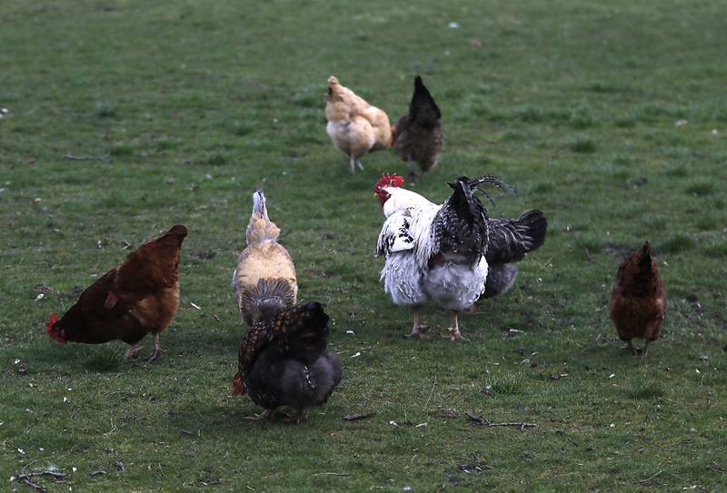 Several of Jessica Martell’s chickens look for food on Wednesday, March 27, 2024, at her home on Half Mile Trail north of Crystal Lake.