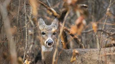 Oregon man hit with 23 counts related to illegal hunting activities in Lee, Ogle counties