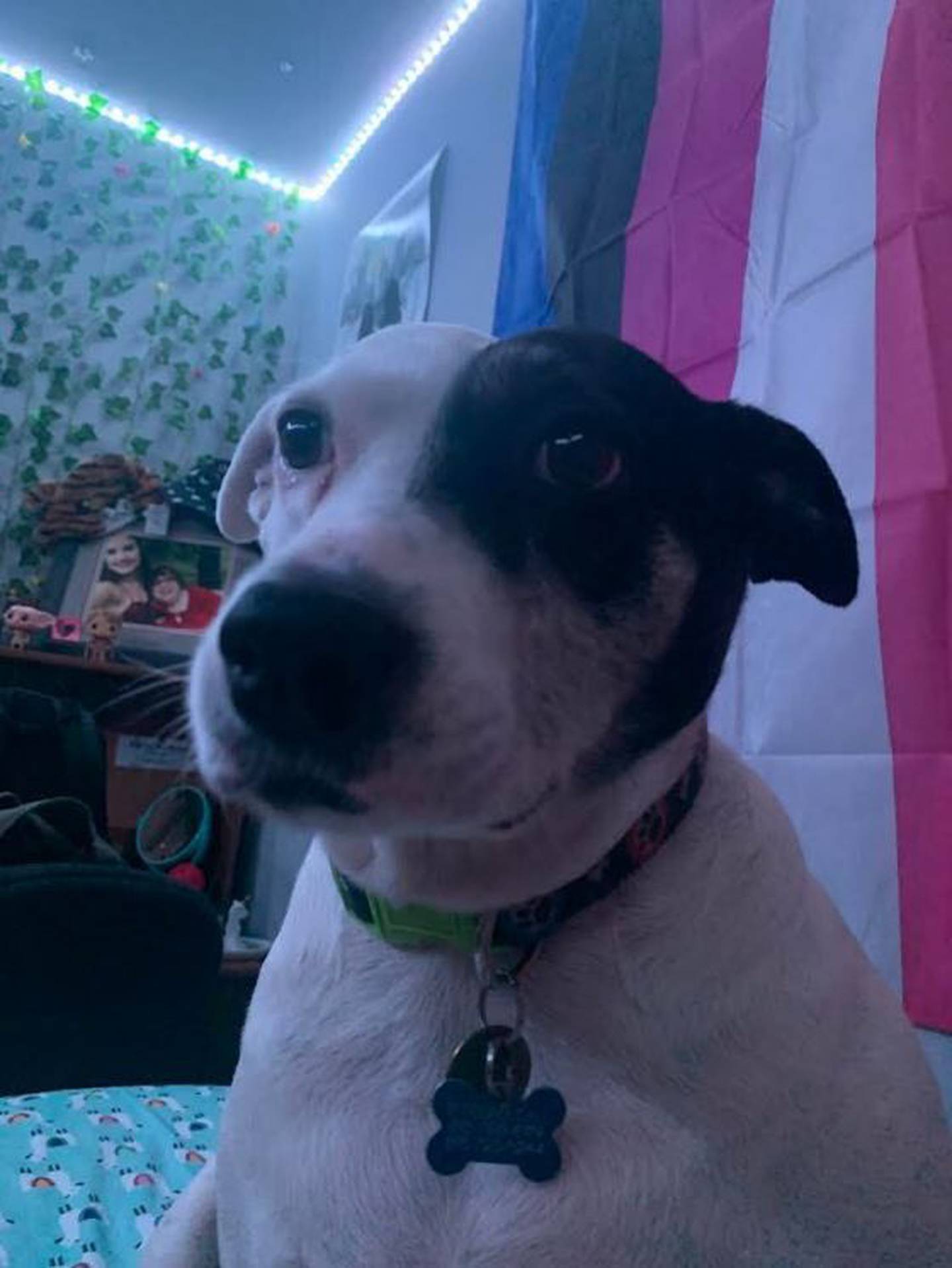 Seven-year-old Dallas loves any attention, especially cuddles, belly rubs and ear scratches. She is potty-trained, leash-trained, and can sit, paw, and “sit pretty” (both paws on your arm and she sits up and poses). To meet Dallas, contact Hopeful Tails Animal Rescue at hopefultailsadoptions@outlook.com. Visit hopefultailsanimalrescue.org.