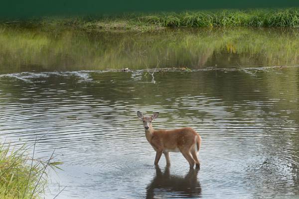 5 Things to Do: Take a First Day Hike Jan. 1, live comedy in Sterling