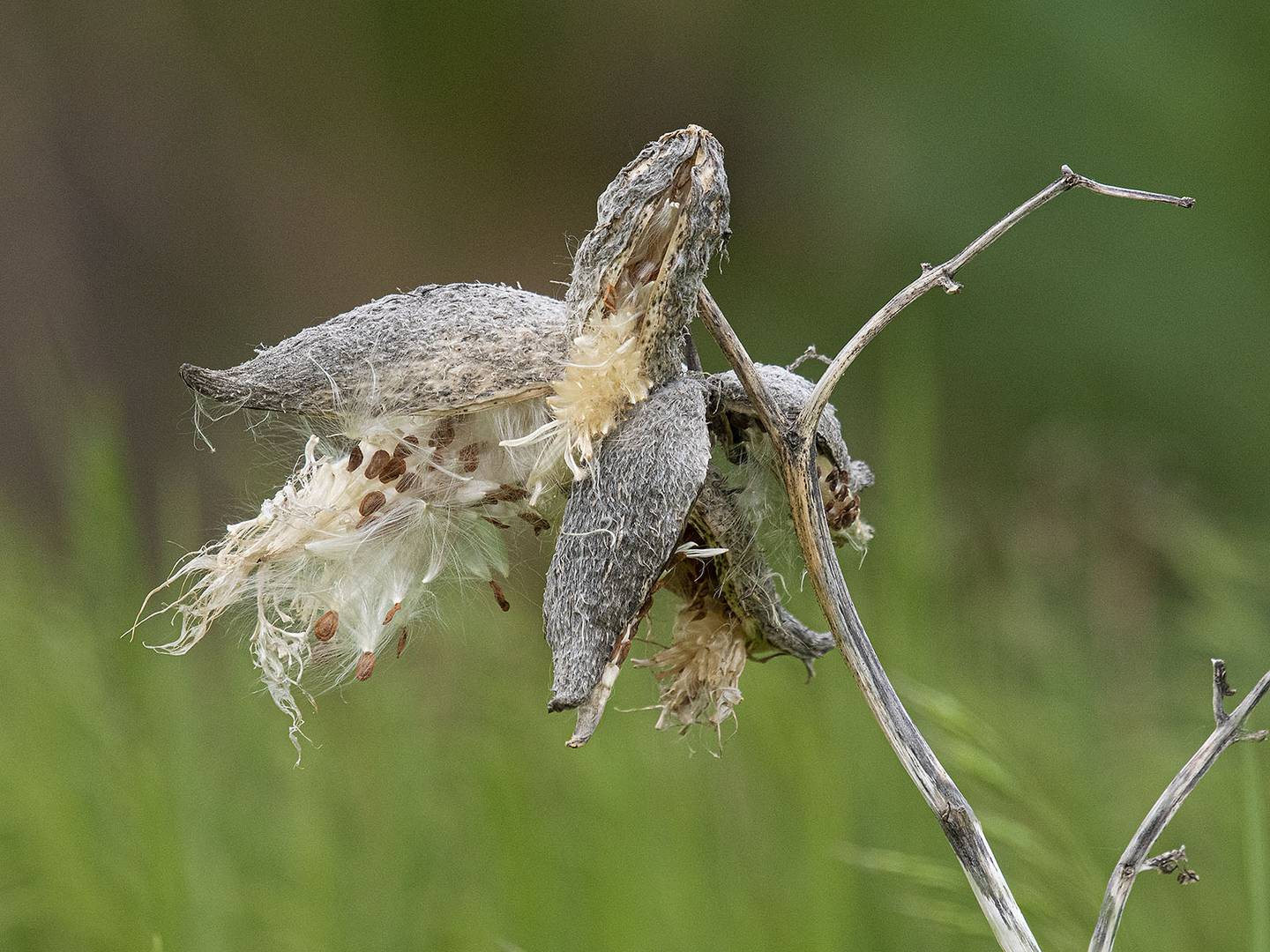 Pictured is milkweed from last year at the Carillon Lakes 3-hole golf course. Five years ago, residents at the gated community for active adults 55 and up started restoring unused areas of the golf course to its natural habitat.