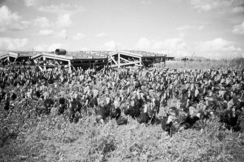 Ho-Ka turkeys in the field on the Kauffman turkey farm, Waterman, IL circa 1955.