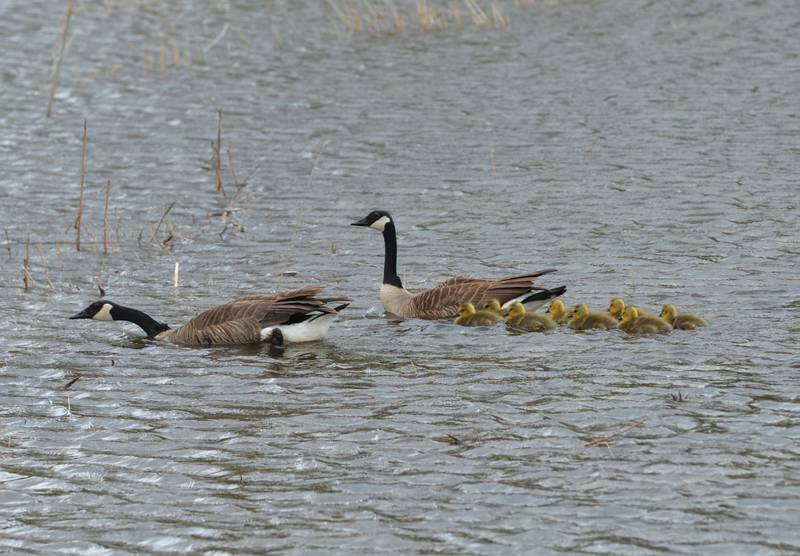 Two Canada geese move their chicks to cover on the backwaters of the Mississippi River along the access road to Lock & Dam 13 on Saturday. The area, located between Thomson and Fulton, is a good place to see a variety of waterfowl.