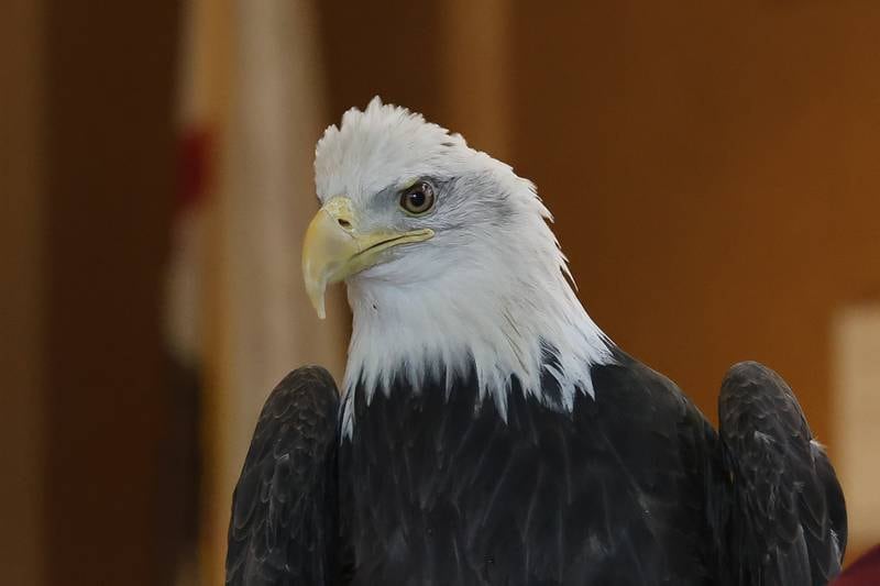 Frosty, a 8-year old Bald Eagle, is brought out for a presentation at Four Rivers Environmental Education Center’s annual Eagle Watch on Saturday, Jan 10, 2026 in Channahon.