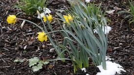 Snow falls Monday but spring temperatures to return