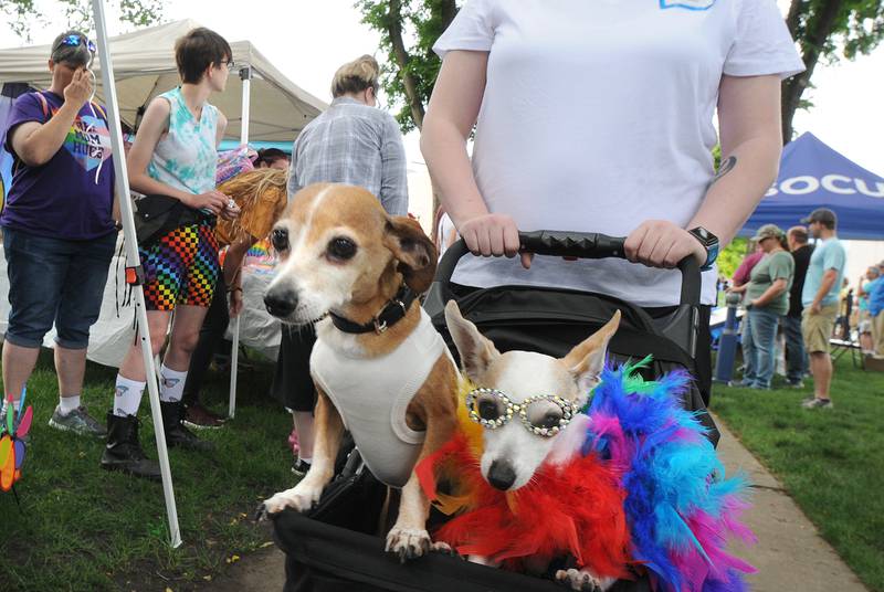 Some pets did not have to march for the Pets For Pride Parade on Saturday, June 11, 2022, at Washington Square but rather had their owners do the walking for them during the Ottawa Family Pride Fest.