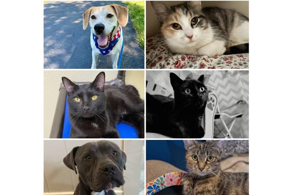 Will County Pets of the Week: Jan. 26, 2026