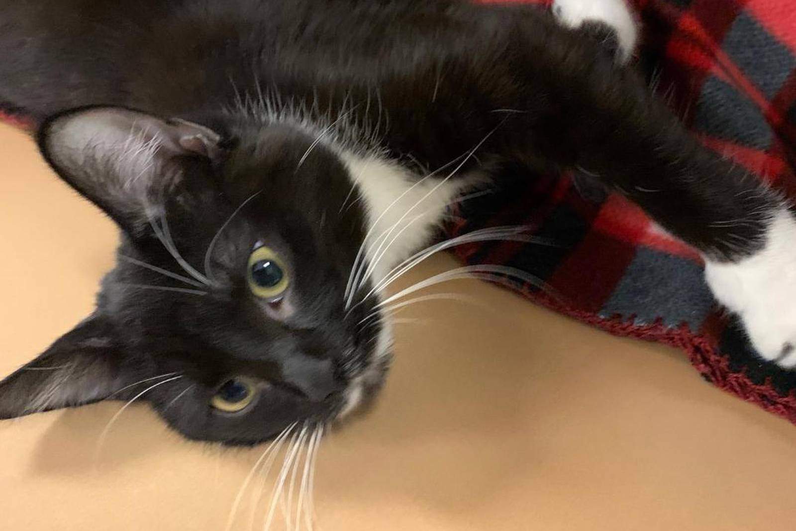 Young cat keeps moving in hopes of forever home Shaw Local