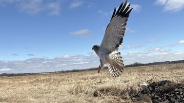 State-endangered Northern harrier rehabbed by McHenry County Conservation District