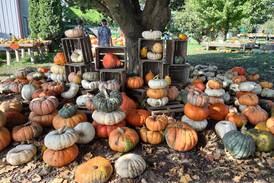 Wander Woman: Looking for pumpkins? Check out these 6 Illinois Valley farms and stands