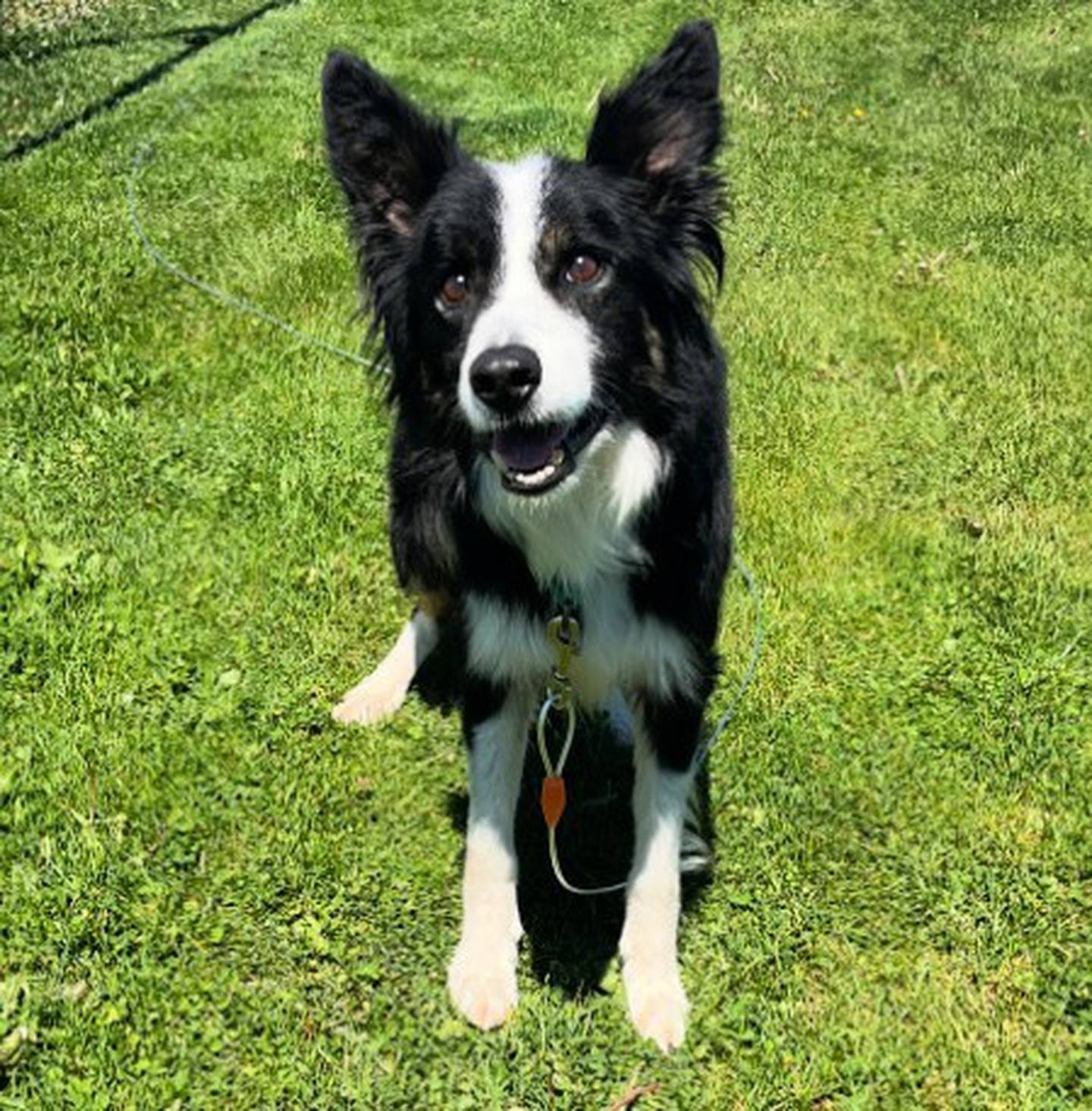 Pax is an 11-year-old border collie available for adoption. He loves toys, tennis balls, playing fetch and treats. He knows the following commands: sit, lie down, give paw, and he will occasionally bark on command for his treats. He should be the only pet in the home. To meet Pax, call Joliet Township Animal Control at 815-725-0333.