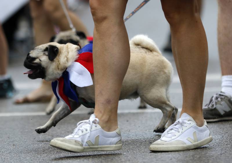 A pug tries to keep up during the Lake Bluff Fourth of July parade on Friday, July 4, 2025, in Lake Bluff.