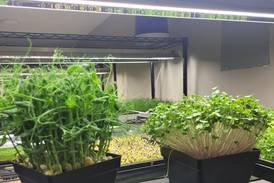 Bertolet Memorial Library hosting microgreen learning sessions on Nov. 5, 15