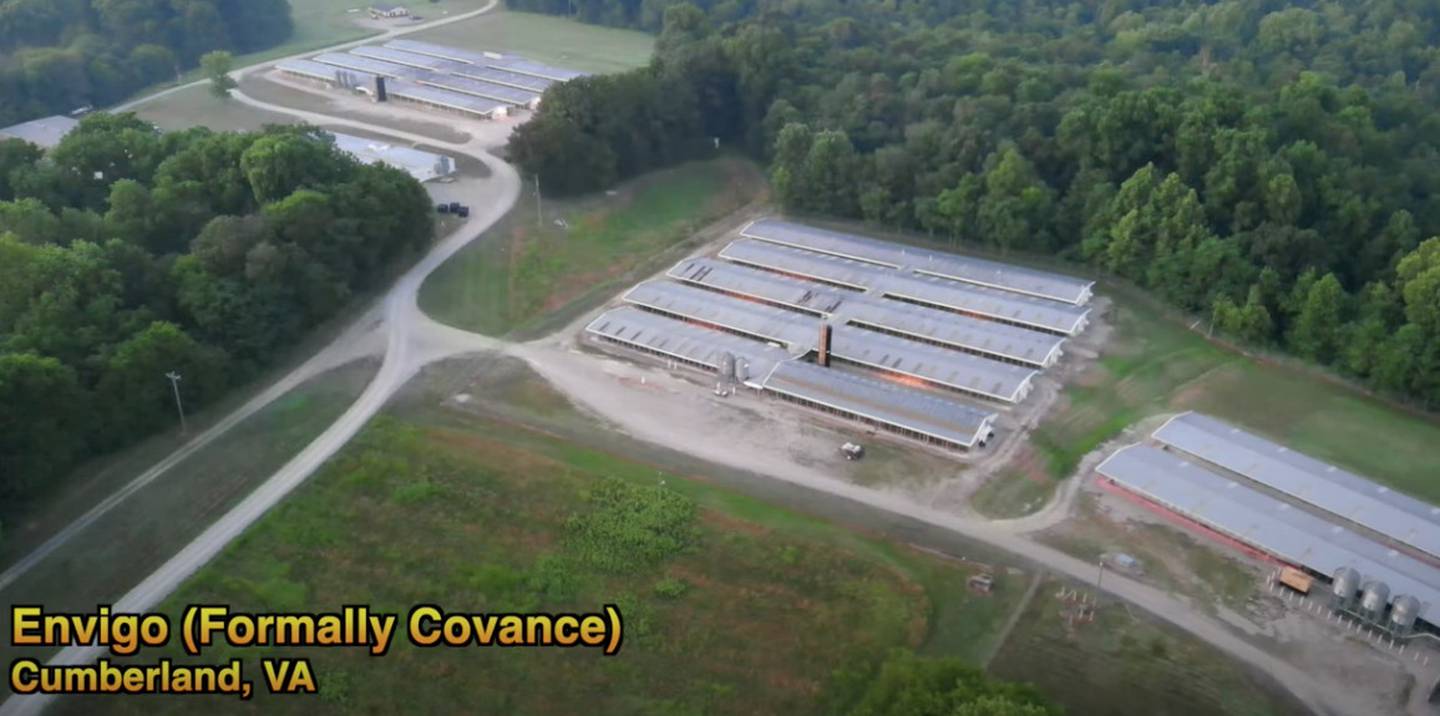 Drone footage from SHARK, an animal advocacy group in Blackberry Township, of Envigo RMS in Virginia, documenting the beagle breading facility. Some 4,000 beagles were rescued from inhumane conditions at the facility.