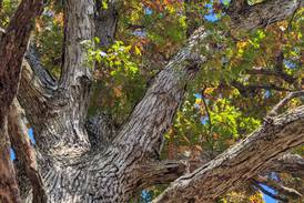 Big trees, big fun with St. Charles Park District program